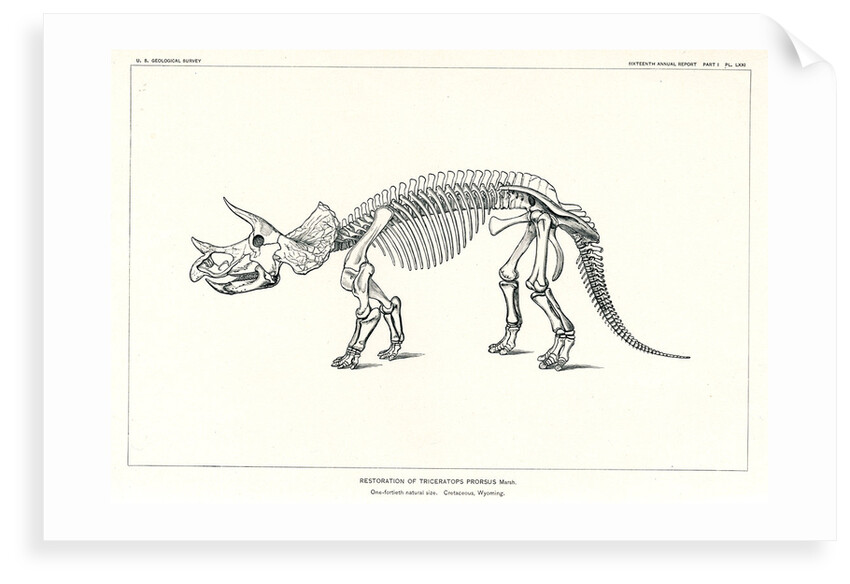 'Triceratops prorsus' by unknown